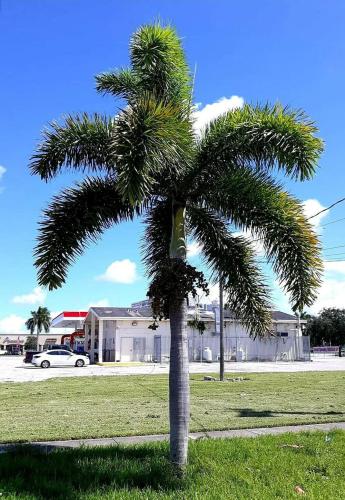 بذور نخل فوكستيل ذيل الثعلب