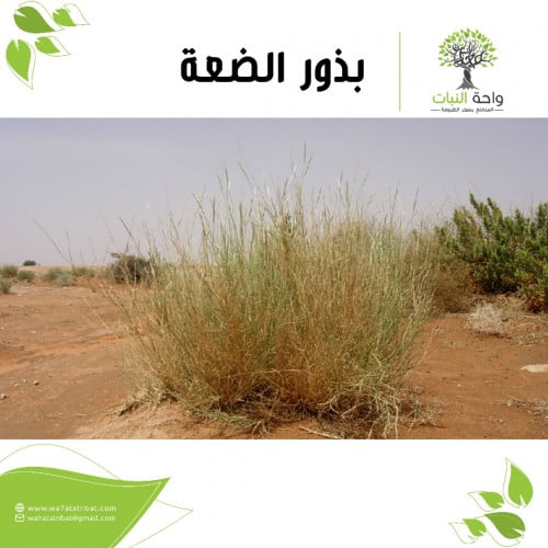 بذور الضعة (بذرتين)