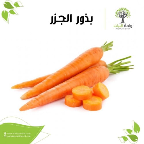 بذور الجزر 20 بذرة