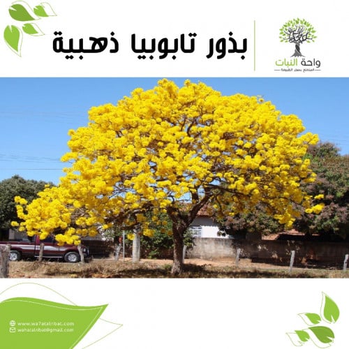 بذور تابوبيا ذهبية