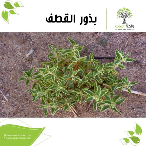 بذور القطف ( 7 بذرات )