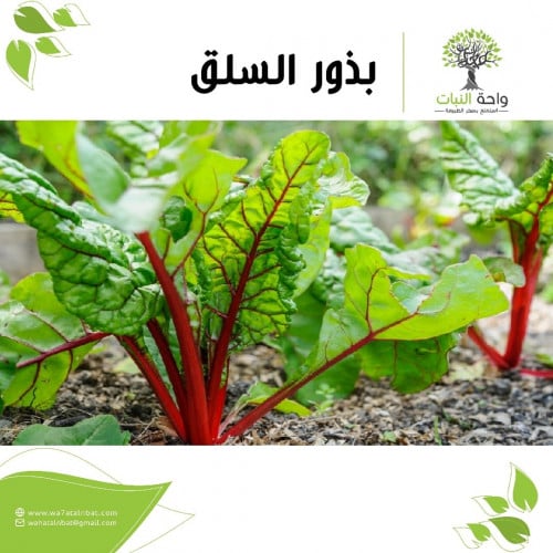 بذور السلق (4 بذرات)