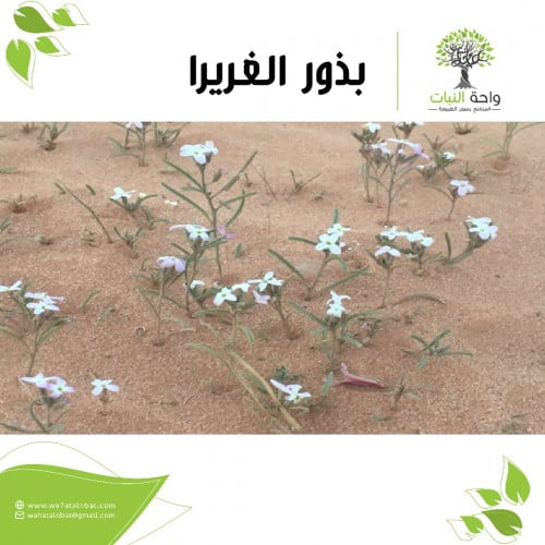 بذور الغريرا (3 بذرات)