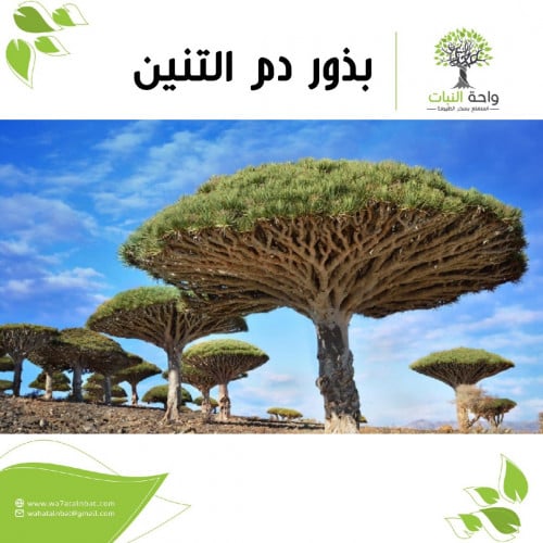 بذور دم الأخوين