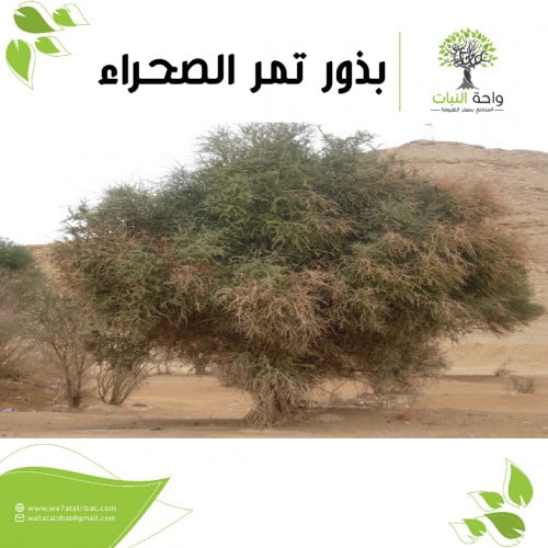 بذور تمر الصحراء