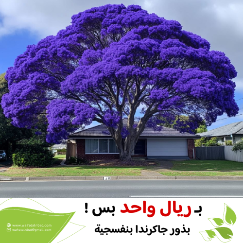 بذور جاكرندا بـريال واحد