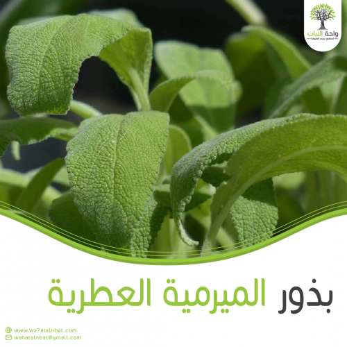 بذور الميرمية