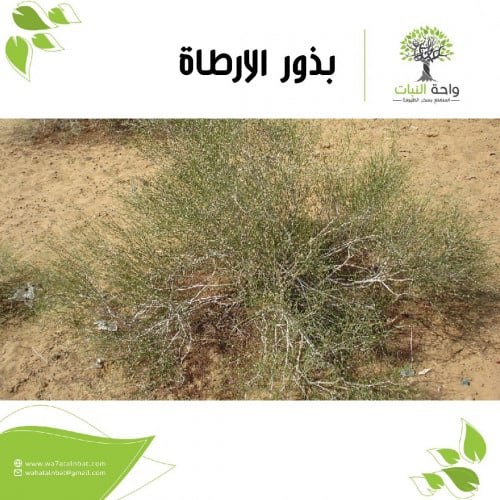 بذور الأرطاة ( 10 بذرات )