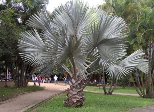 بذور نخيل بسماركيا