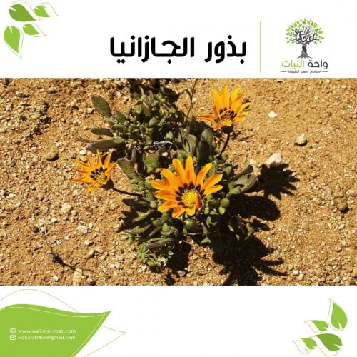 بذور الجازانيا