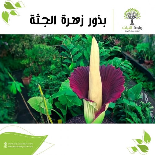 بذور زهرة الجثة