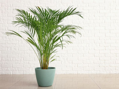 1500 بذرة أريكا داخلية