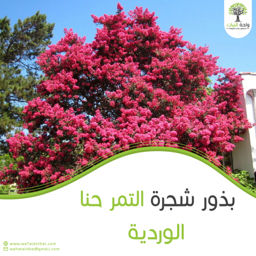 بذور تمر حنا الوردية