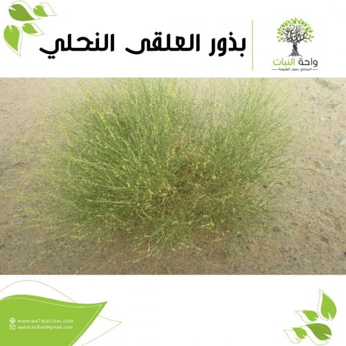 بذور العلقى النحلي (5 بذرات)