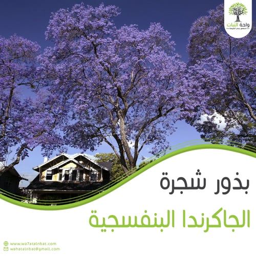 بذور الجاكرندا البنفسجية