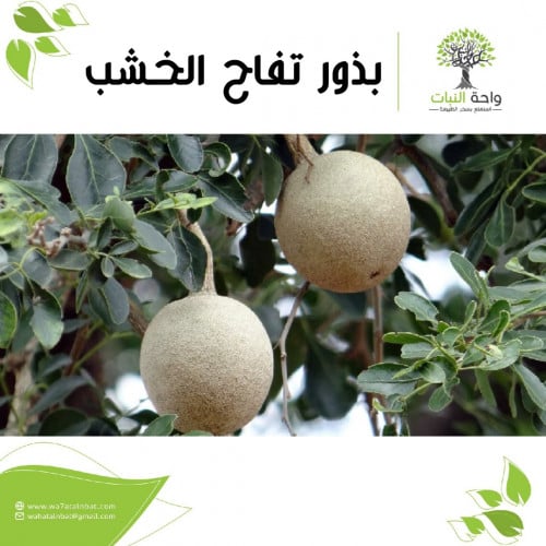 بذور تفاح الخشب