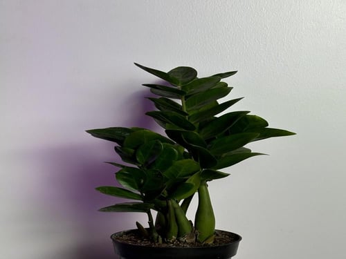 الزاميا الحجم الوسط