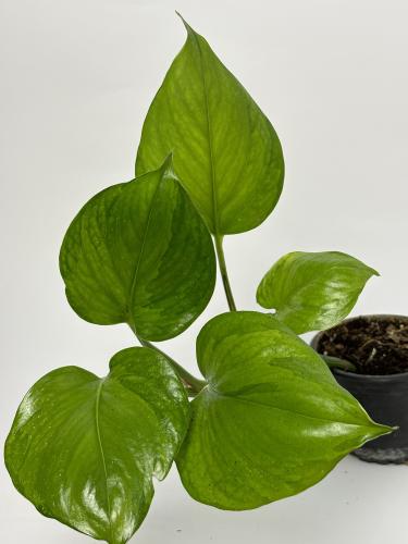 بوتس العلم الاخضر