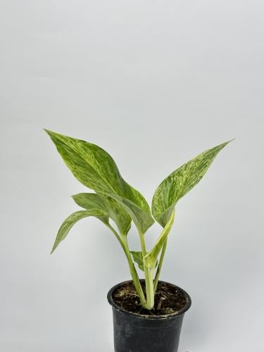 بوتس ماربل كوين