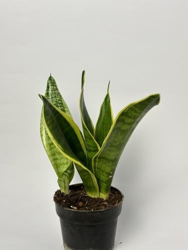 جلد النمر صغير