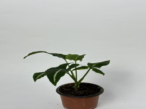 سنجونيوم مخملي(Velvety syngonium)