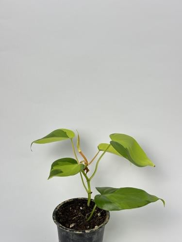 كرمة المحبوب (Filodendro brasil)