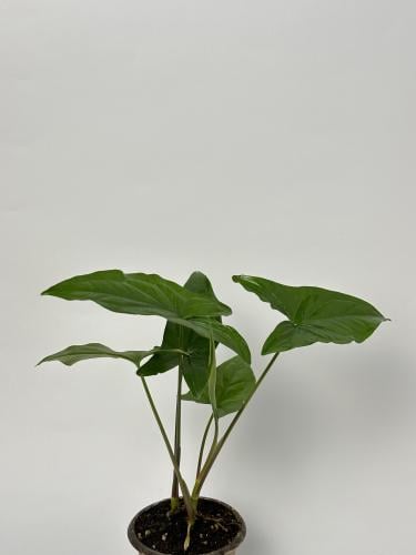 سنجونيوم ألبو Syngonium Albo