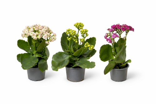 زهور الكلانشو