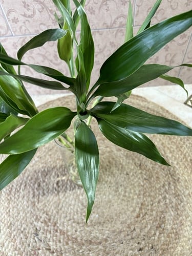 غصن ساق البامبو