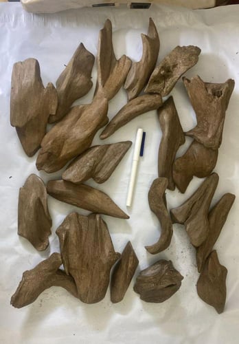 مروكي الشيوخ الاصلي الكيلو بـ 2500