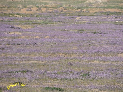 يهق (جرجير بري) 2000 بذرة Diplotaxis acris