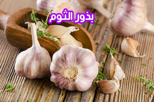 بذور الثوم ( 7 بذرات)