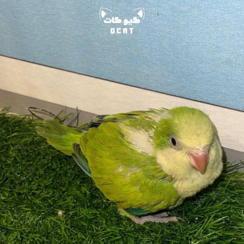 ببغاء الكويكر