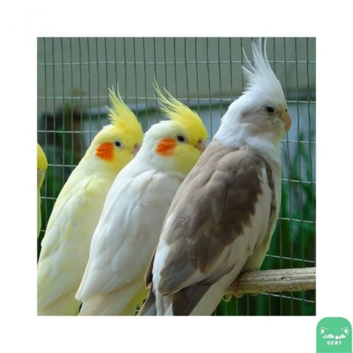 طعام لطيور الروز والكروان 1 كيلو