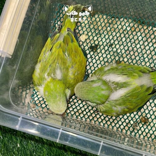 ببغاء الكويكر