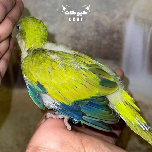 ببغاء الكويكر