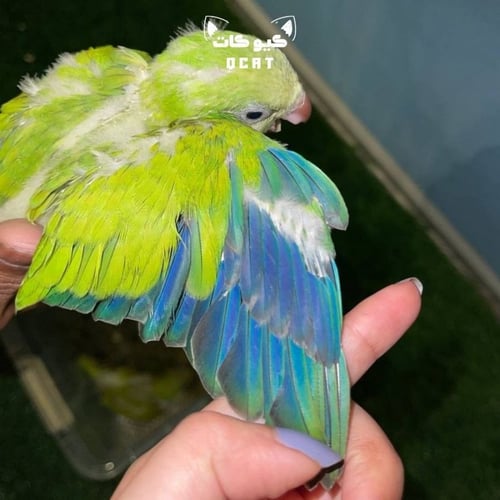 ببغاء الكويكر