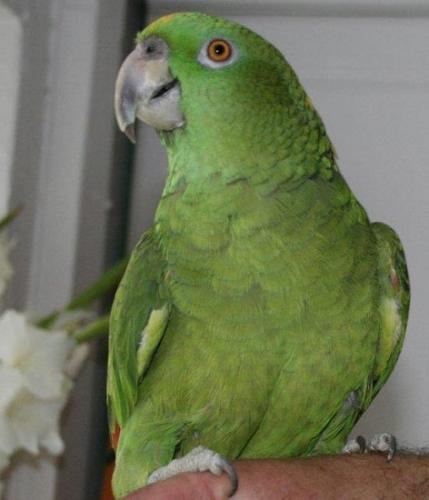 أمازون يلوناب بيور