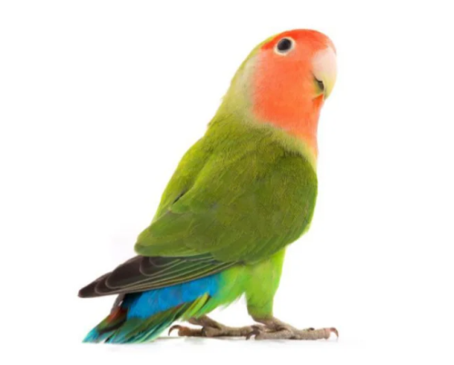Rose Parrot