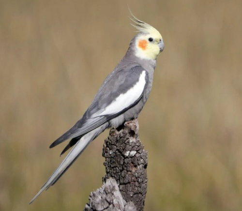 Lovebird
