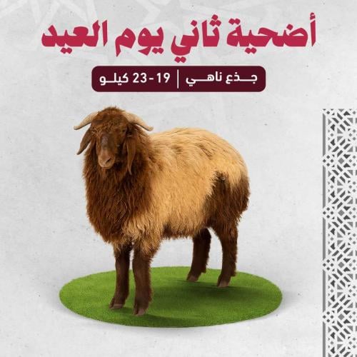 اضحية نعيمي بلدي (19-23 كجم) - ثاني يوم العيد
