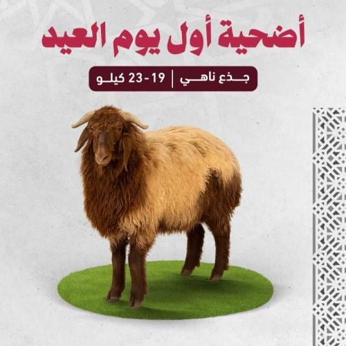اضحية نعيمي بلدي (19-23 كجم) - اول يوم العيد