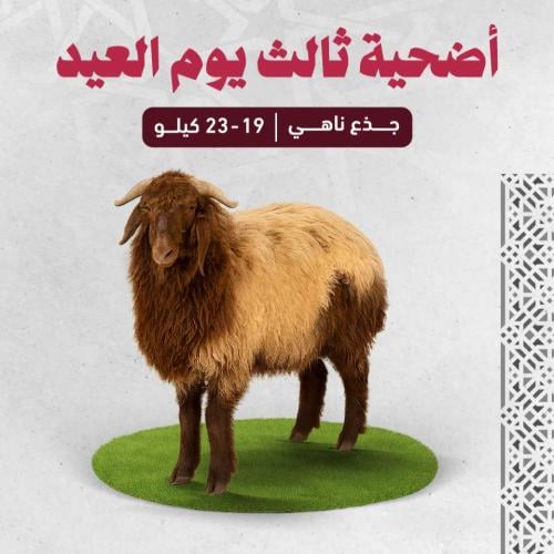 اضحية نعيمي بلدي (19-23 كجم) - ثالث يوم العيد