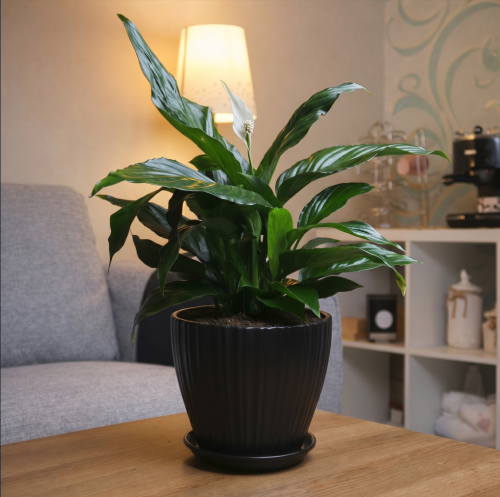 #26 Spathiphyllum (Peace Lilies) in a black pot
