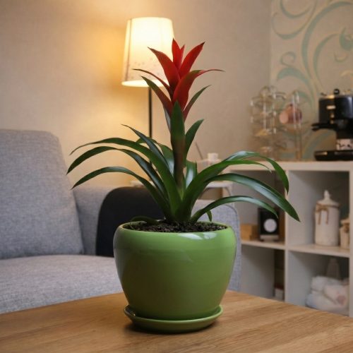 Jozmania red with a green basin