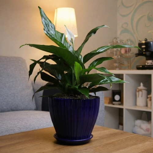 #24 Spathiphyllum (Peace Lilies) in a blue pot