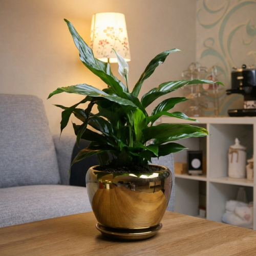 #9 Spathiphyllum (Peace Lilies) in a golden pot