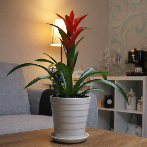 Guzmania red with white basin
