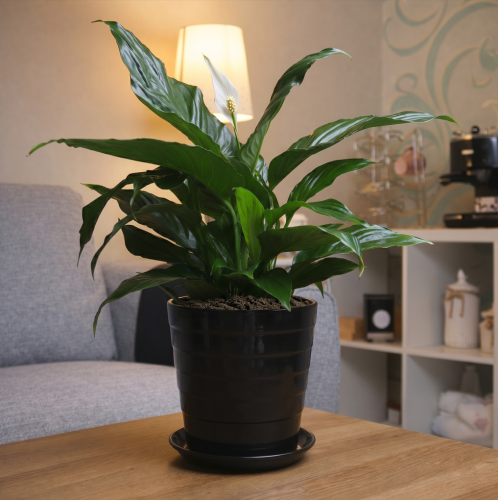 #2 Spathiphyllum (Peace Lilies) with black pot