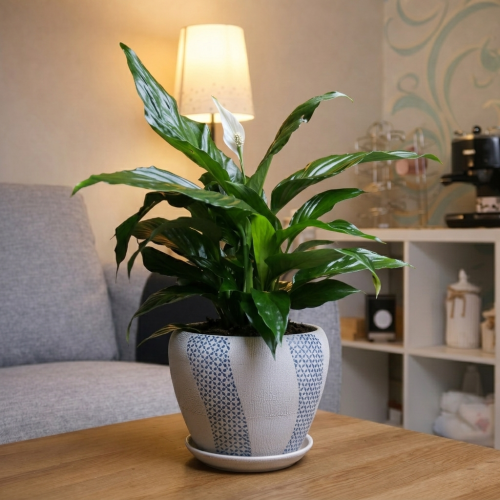 #17 Spathiphyllum (Peace Lilies) in a white pot